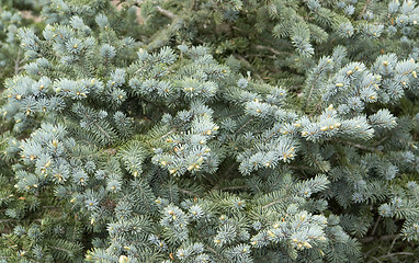 Image showing blue spruce detail