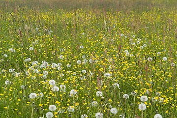 Image showing flowering meadow