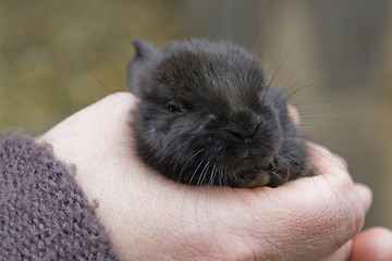 Image showing hand and rabbit