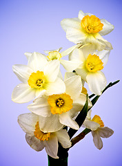 Image showing White Yellow Daffodils