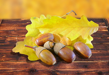 Image showing acorns in autumn setting