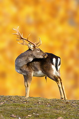 Image showing big fallow deer buck