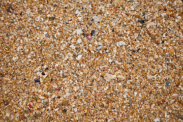 Image showing Sand and shell background