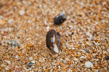 Image showing Shell on beach