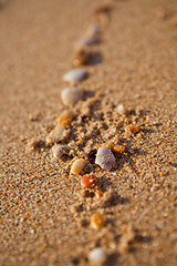 Image showing Trail of shells