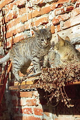 Image showing cats playing outside