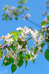 Image showing cherry flowers