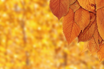 Image showing cherry leaves over forest background