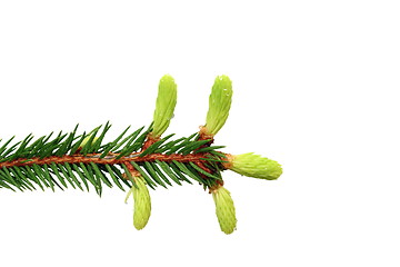 Image showing fir branch with buds