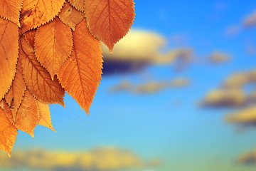 Image showing golden leaves in autumn