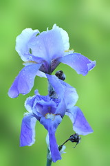 Image showing iris germanica