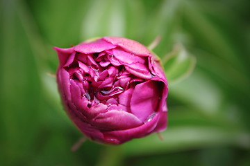 Image showing pink peony bud