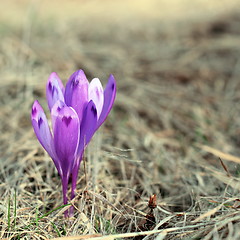 Image showing purple spring wild flower