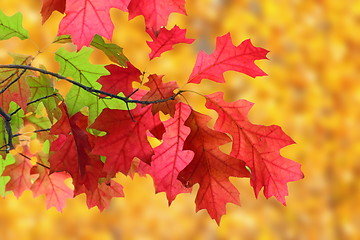 Image showing red leaves in autumn