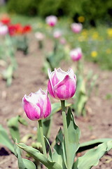 Image showing white and pink tulip