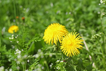 Image showing yellow dandelion flowers