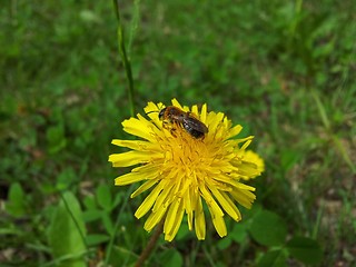 Image showing Bee on dandelion