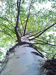 Image showing Birch tree