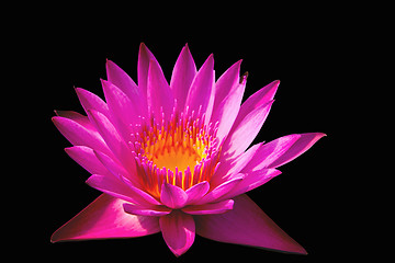 Image showing Pink lotus flower on a black background. For a background image.