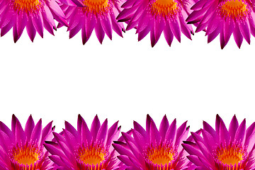 Image showing Pink lotus on isolate white background