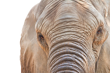 Image showing Eye of an elephant (Elephas maximus)