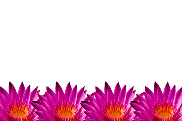 Image showing Pink lotus on isolate white background