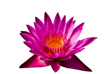 Image showing Pink lotus on isolate white background