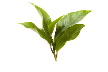 Image showing fresh tea leaves isoalted on the white background
