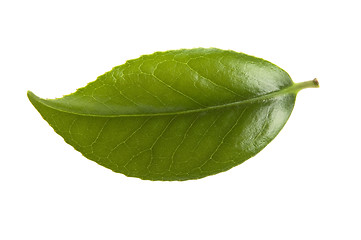 Image showing fresh tea leaves isoalted on the white background