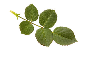 Image showing rose leaf 