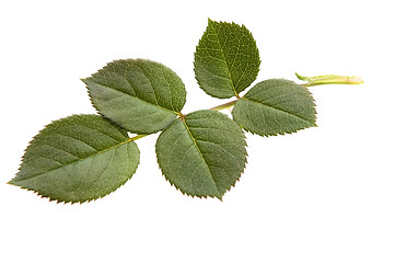 Image showing rose leaf 