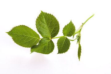 Image showing rose leaf 