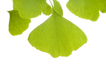 Image showing Ginkgo biloba leaf isolated on white