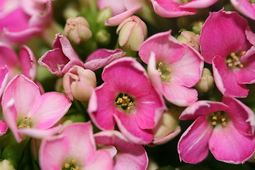 Image showing Macro pink flower