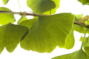 Image showing Ginkgo biloba leaf isolated on white