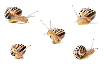 Image showing snails on white background