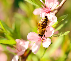 Image showing bee on cherry