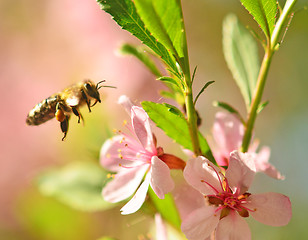 Image showing flying bee