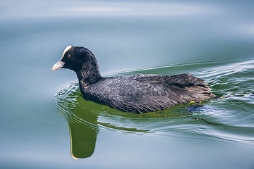 Image showing coot at starnberg lake