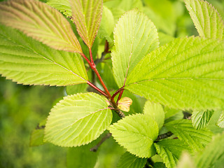 Image showing green leaf