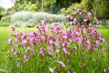 Image showing nice garden flowers