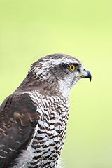 Image showing Accipiter gentilis