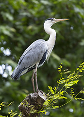 Image showing Blue heron