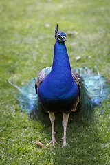 Image showing Male peacock