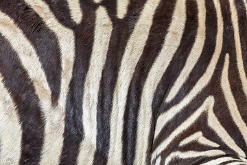 Image showing Zebra skin texture