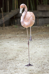 Image showing Flamingo in resting