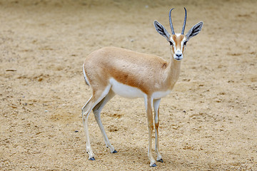 Image showing Small gazelle