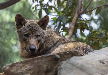 Image showing Iberian Wolf