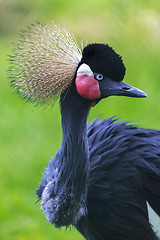 Image showing crowned Crane