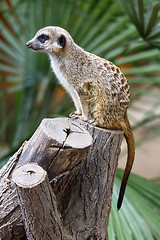 Image showing Suricata Meerkat